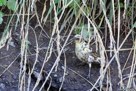 Un varillero muy raro
