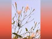 Canastéreo estrena Jazmines