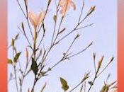 Canastéreo: 'jazmines'