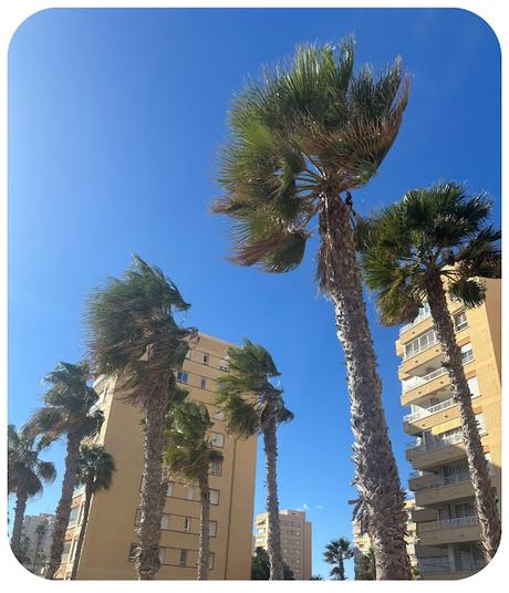 Palmeras de Urbanova con aire