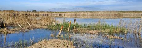 Parque Natural El Hondo