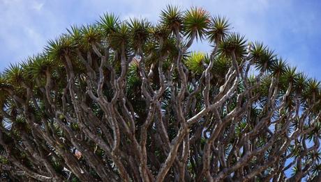 Los 10 lugares imprescindibles que ver en Tenerife en un viaje de una semana Los 10 lugares imprescindibles que ver en Tenerife en un viaje de una semana