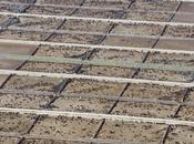 Estudio internacional revela impacto ganadería industrial metas climáticas