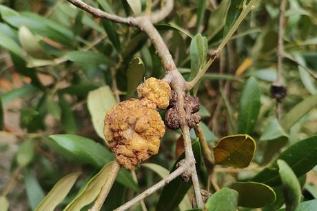 HTpro Ebony; la alternativa biológica que ayuda a frenar la tuberculosis del olivo HTpro Ebony; la alternativa biológica que ayuda a frenar la tuberculosis del olivo