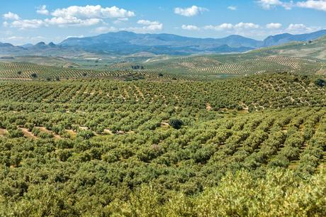 Rafael Moneo diseña la etiqueta de la XX Edición del Primer Día de Cosecha de Castillo de Canena