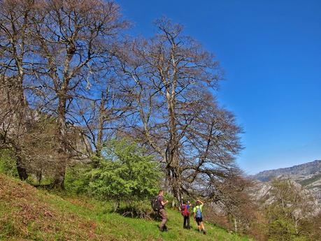 De Tajadura a la Redondina (LA AGRESTE PEÑAMELLERA PARTE I) Entrada al Prao Bos