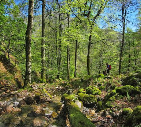 De Tajadura a la Redondina (LA AGRESTE PEÑAMELLERA PARTE I) Hayedo en la parte inferior del descenso