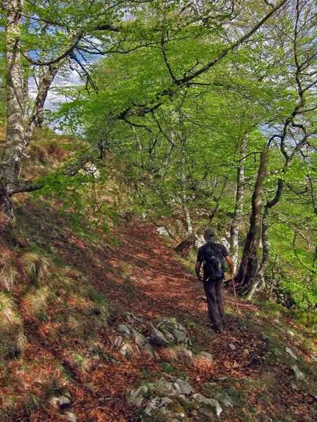 De Tajadura a la Redondina (LA AGRESTE PEÑAMELLERA PARTE I) Hayedo en La Conchona