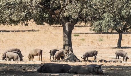 De Mérida a Badajoz: La ruta perfecta para descubrir Extremadura con ILUNION