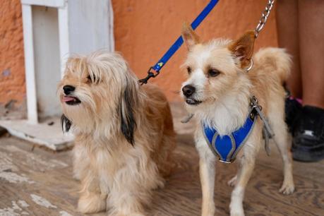 Comprometido Villa de Pozos con salud y bienestar de mascotas