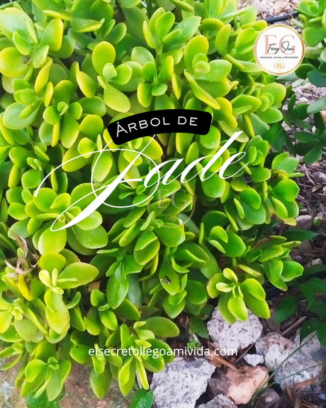 🌿El árbol de jade es uno de los símbolos más queridos del Feng Shui