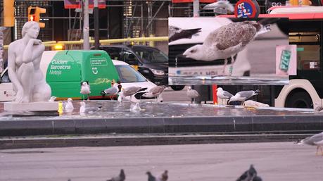 Gaviotas y palomas en la Pl. Catalunya de Barcelona