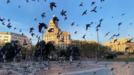 Gaviotas y palomas en la Pl. Catalunya de Barcelona Gaviotas y palomas en la Pl. Catalunya de Barcelona