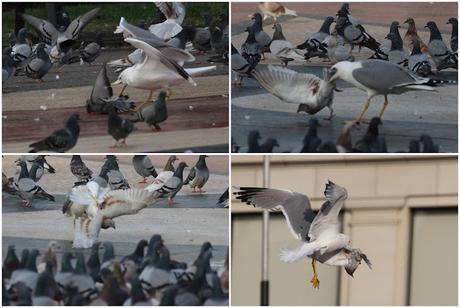 Gaviotas y palomas en la Pl. Catalunya de Barcelona