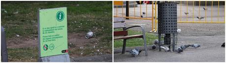 Gaviotas y palomas en la Pl. Catalunya de Barcelona