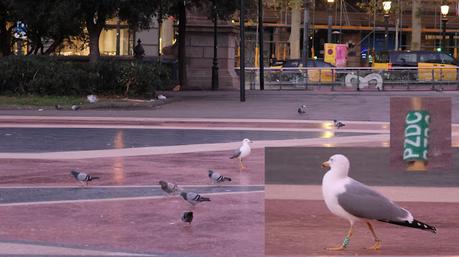 Gaviotas y palomas en la Pl. Catalunya de Barcelona