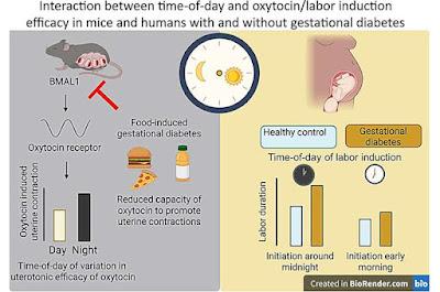¿Cuando inducir el parto de acuerdo al ritmo circadiano?