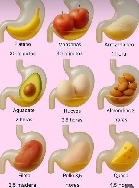 Tiempo de Digesti贸n de Alimentos Tiempo de Digesti贸n de Alimentos