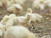 Bifeedoo refuerza oferta ecológica avícola