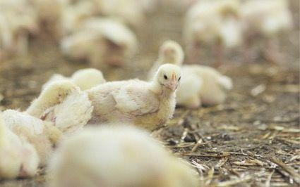 Bifeedoo refuerza su oferta ecológica avícola