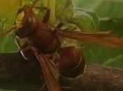 AVISPA ORIENTAL (Vespa orientalis)