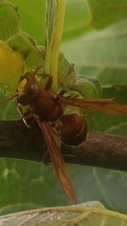 LA AVISPA ORIENTAL ( (Vespa orientalis)