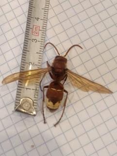 LA AVISPA ORIENTAL ( (Vespa orientalis)