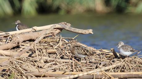 Limícolas en el Besòs: correlimos, andarríos y un buen grupo de agachadizas Limícolas en el Besòs: correlimos, andarríos y un buen grupo de agachadizas