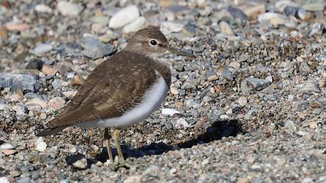 Limícolas en el Besòs: correlimos, andarríos y un buen grupo de agachadizas