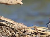 Limícolas Besòs: correlimos, andarríos buen grupo agachadizas