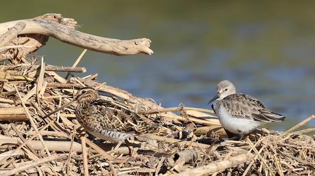 Limícolas en el Besòs: correlimos, andarríos y un buen grupo de agachadizas Limícolas en el Besòs: correlimos, andarríos y un buen grupo de agachadizas
