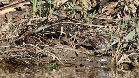 Limícolas en el Besòs: correlimos, andarríos y un buen grupo de agachadizas Limícolas en el Besòs: correlimos, andarríos y un buen grupo de agachadizas