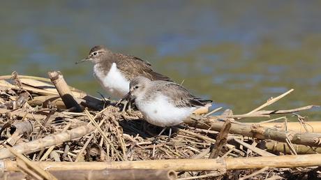 Limícolas en el Besòs: correlimos, andarríos y un buen grupo de agachadizas Limícolas en el Besòs: correlimos, andarríos y un buen grupo de agachadizas