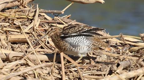 Limícolas en el Besòs: correlimos, andarríos y un buen grupo de agachadizas Limícolas en el Besòs: correlimos, andarríos y un buen grupo de agachadizas