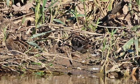 Limícolas en el Besòs: correlimos, andarríos y un buen grupo de agachadizas Limícolas en el Besòs: correlimos, andarríos y un buen grupo de agachadizas