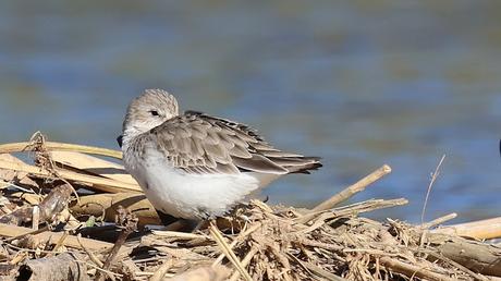 Limícolas en el Besòs: correlimos, andarríos y un buen grupo de agachadizas