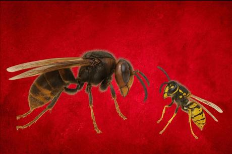 La expansión y riesgos de la avispa velutina/asiática en España La expansión y riesgos de la avispa velutina/asiática en España