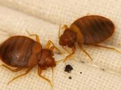 control doméstico chinches prevención solución práctica para hogar