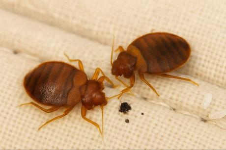 El control doméstico de chinches y la prevención y solución práctica para el hogar El control doméstico de chinches y la prevención y solución práctica para el hogar