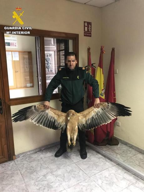 Cuatro titulares de líneas eléctricas, investigados por la muerte de 45 aves protegidas en Ávila