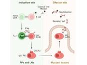 Cómo intestino desarrolla inmunidad después infecciones virales
