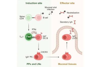 Cómo el intestino desarrolla inmunidad después de infecciones virales Cómo el intestino desarrolla inmunidad después de infecciones virales