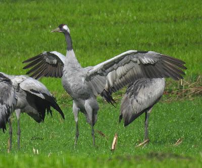 LA INVERNADA YA ESTÁ AQUÍ
