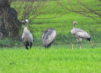 LA INVERNADA YA ESTÁ AQUÍ