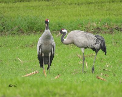 LA INVERNADA YA ESTÁ AQUÍ