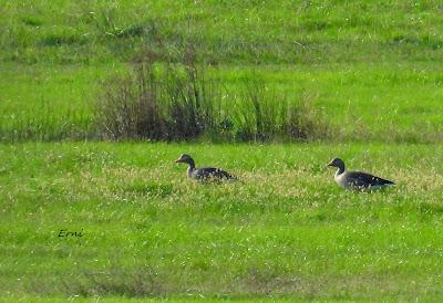 LA INVERNADA YA ESTÁ AQUÍ