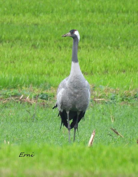 LA INVERNADA YA ESTÁ AQUÍ