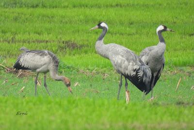 LA INVERNADA YA ESTÁ AQUÍ