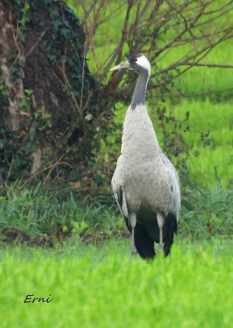 LA INVERNADA YA ESTÁ AQUÍ
