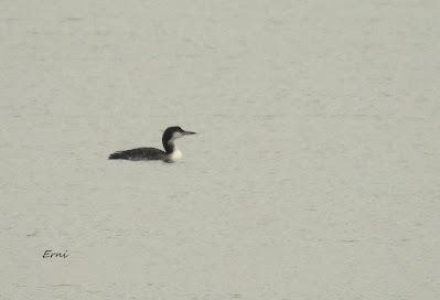 LA INVERNADA YA ESTÁ AQUÍ